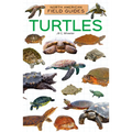 Turtles