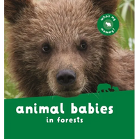 Animal Babies in Forests - Board Book