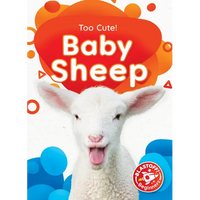 Baby Sheep - Library Binding