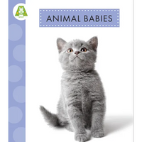 Animal Babies - Hardcover