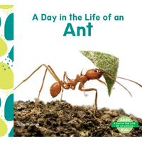 Day in the Life of an Ant - Library Binding
