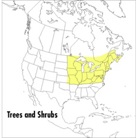 A Field Guide to Trees and Shrubs: Northeastern and North-Central United States and Southeastern and South-Central Canada - Paperback