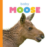 Baby Moose - Paperback