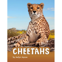 Cheetahs - Hardcover