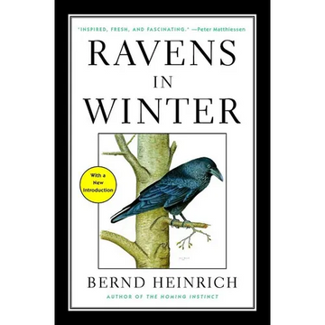Ravens in Winter - Paperback