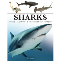 Sharks & Underwater Predators - Paperback