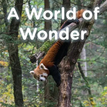 A World of Wonder - Paperback