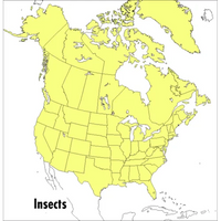 A Peterson Field Guide to Insects: America North of Mexico - Paperback