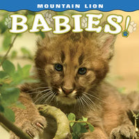 Mountain Lion Babies - Board Book