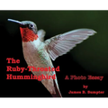 The Ruby-throated Hummingbird: A photo essay