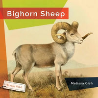 Bighorn Sheep - Hardcover