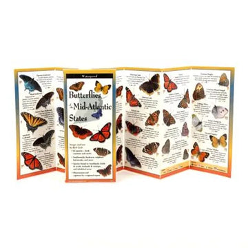 Common Butterflies of the Mid-Atlantic