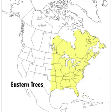 A Peterson Field Guide to Eastern Trees: Eastern United States and Canada, Including the Midwest - Paperback