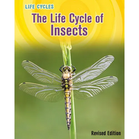 The Life Cycle of Insects - Paperback