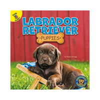 Labrador Retriever Puppies - Paperback