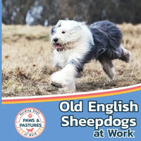 Old English Sheepdogs at Work - Paperback