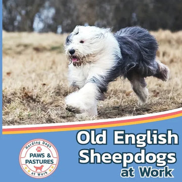 Old English Sheepdogs at Work - Paperback