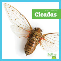 Cicadas - Paperback