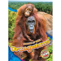 Orangutans - Library Binding