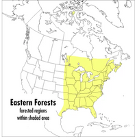A Peterson Field Guide to Eastern Forests: North America - Paperback