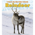 Reindeer