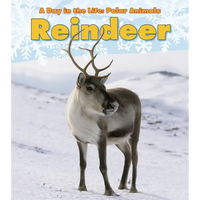 Reindeer - Paperback