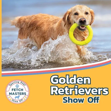 Golden Retrievers Show Off - Paperback