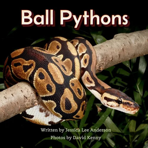 Ball Pythons