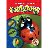 The Life Cycle of a Ladybug - Paperback