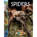 Spiders