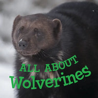 All about Wolverines: English Edition - Paperback