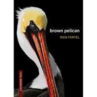 Brown Pelican - Paperback