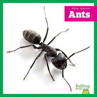 Ants - Paperback