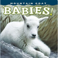 Mountain Goat Babies! - Board Book